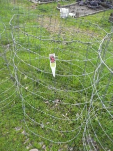 home made tomato cage with field fencing