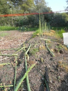 Timber asparagus