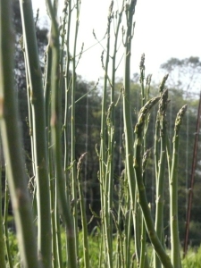 Asparagus growing tall