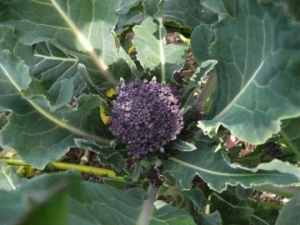 Purple Broccoli Plant